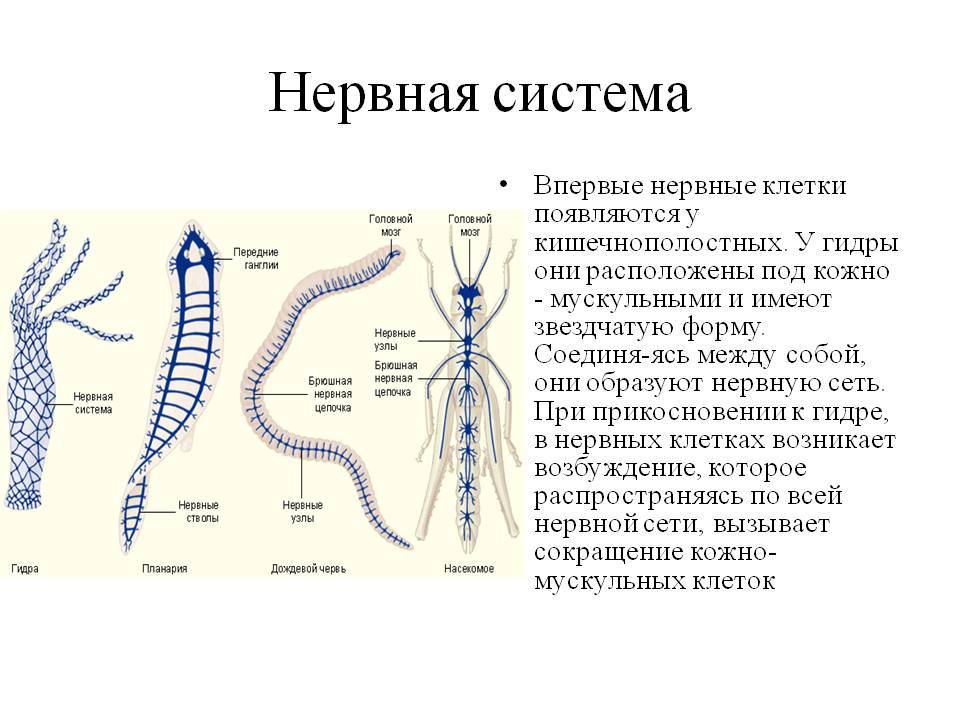 Не работает omg onion